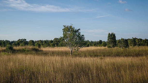 Meadow savanna Meadow phang nga province stock pictures, royalty-free photos & images