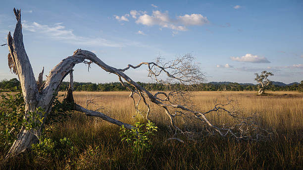 Meadow savanna Meadow phang nga province stock pictures, royalty-free photos & images