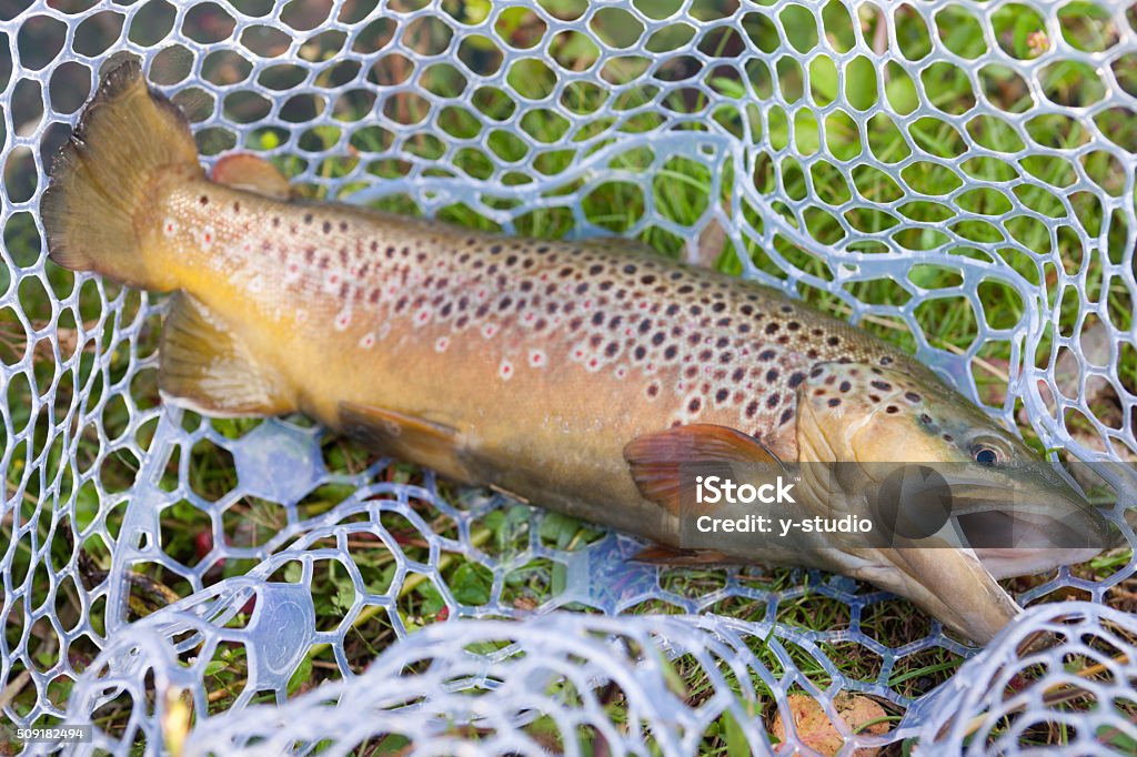 Pesca trucha común - Foto de stock de Actividad al aire libre libre de derechos