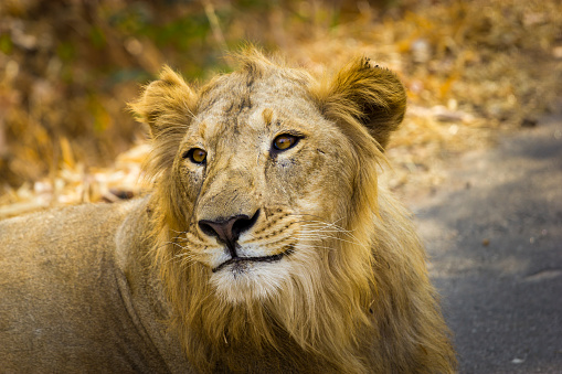 Lion laying down on the ground and staring. Seen in the forest at day.