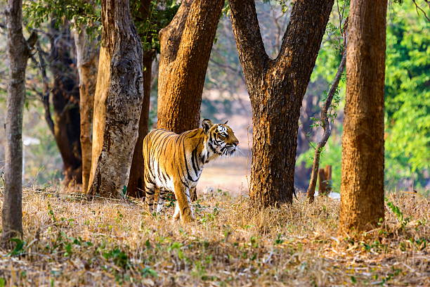 istock Tigers in India roaming free. 509182988