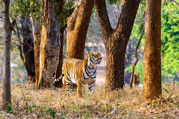 istock Tigers in India roaming free. 509183012
