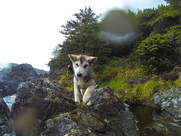 istock Husky puppy playing in a hot spring 509184164