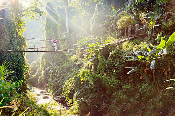 hanging bridge over the treetops of the rainforest, volcano national park, costa rica.