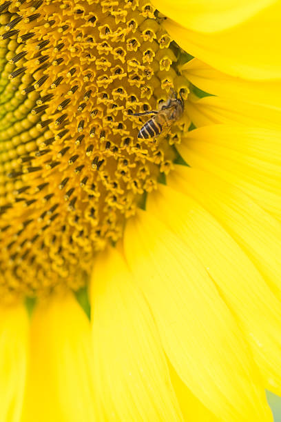 istock close up sun flower with bee 509184600