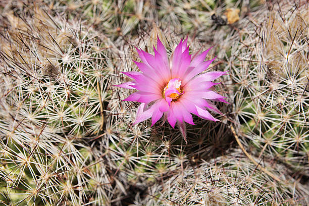 istock Pincushion Cactus Mammillaria Cactaceae Blossom 509184690