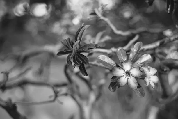 Beautiful desert rose in black and white. Background look likes a paintting.