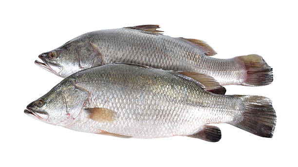 seebarsch oder baramundi fisch auf weißer hintergrund - black bass stock-fotos und bilder