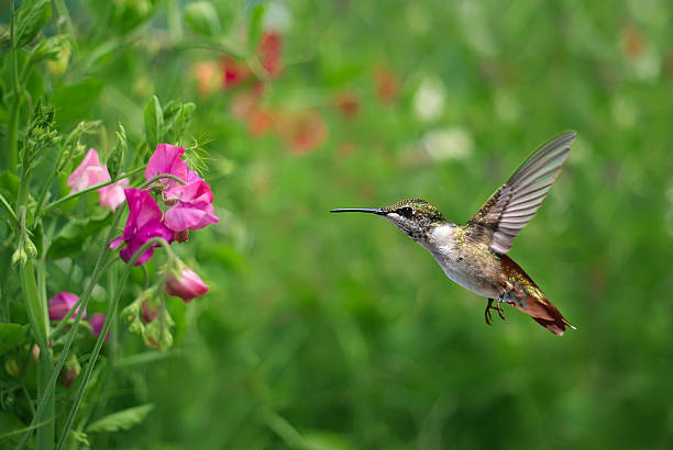 istock Annas Hummingbird over blurred green summer background 509185804