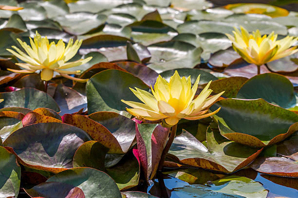 istock Beautiful Lotus in pond 509186260