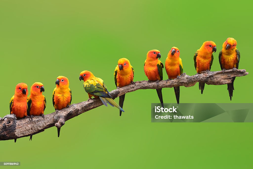 Sun Conure Parrot bird Nine of Sun Conure Parrot bird perching on a branch on green background Tropical Bird Stock Photo