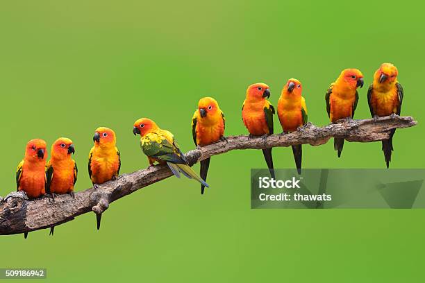 Sun Conure Parrot Bird Stock Photo - Download Image Now - Tropical Bird, Sun Conure, Animal