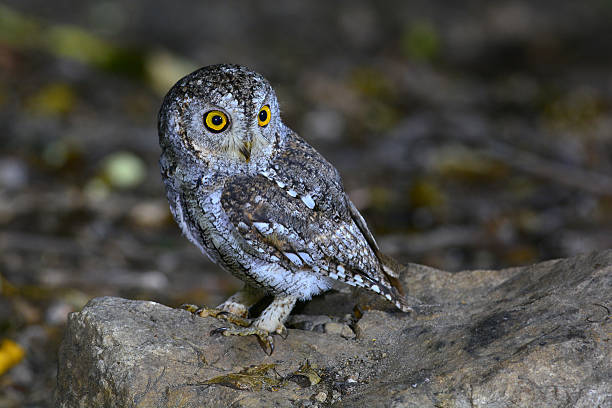 istock oriental scop owl bird 509187150
