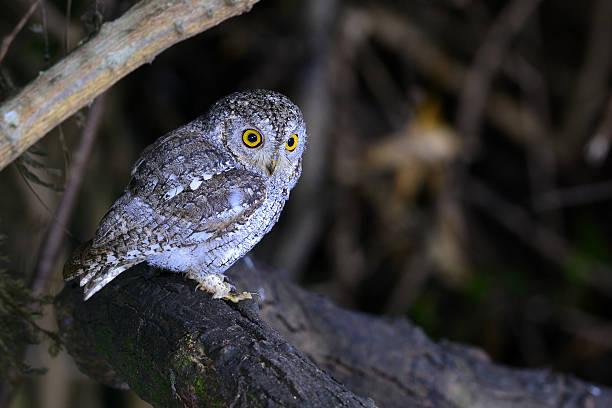 istock oriental scop owl bird 509187184