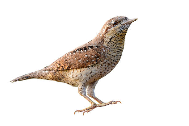 istock Eurasian wryneck bird 509187954