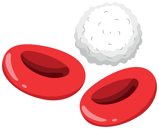 레드 white blood cells (백혈구 - wbc stock illustrations