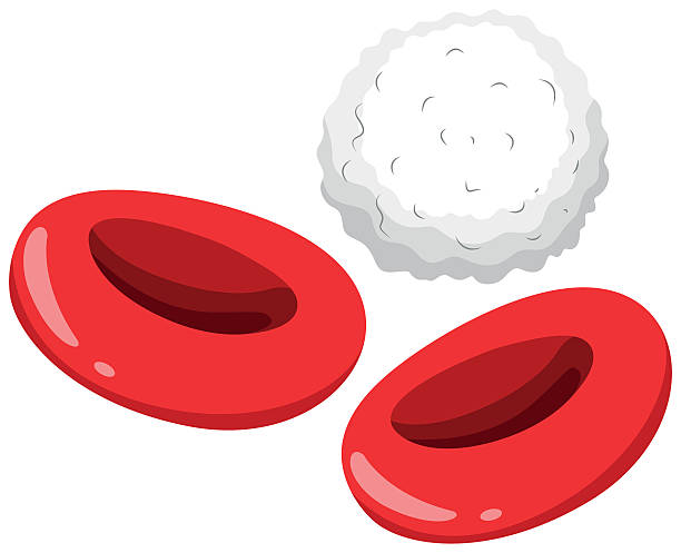 Red  white blood cells Red and white blood cells illustration white blood cell stock illustrations