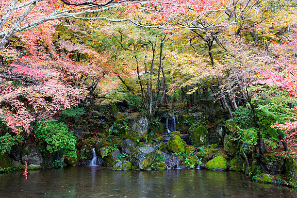Plum blossom season starts in late January and lasts until March in Japan. In spite of severe cold climate, plum flowers are brave enough to start decorating bare branches of plum trees in our parks and gardens with red, pink and white blossoms, hinting to us that spring is around the corner, which is very encouraging to us Japanese who have endured cold winter with few flowers to please our eyes. They start blooming in cold weather, prior to the cherry blossom season.
