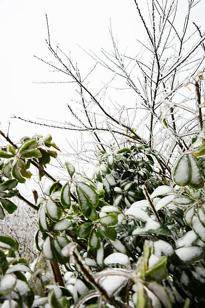 istock Sapa Town covered in snow 509188742