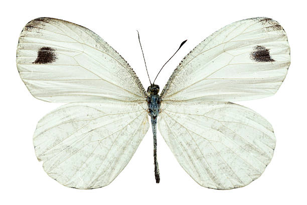 モンシロチョウ - black veined white butterfly ストックフォトと画像