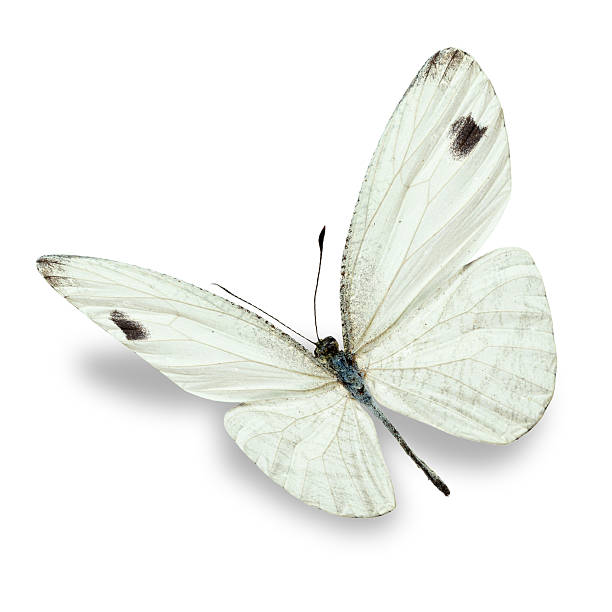 cavolaia - black veined white butterfly foto e immagini stock