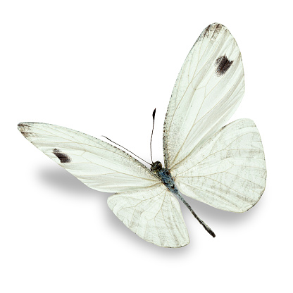 White Butterfly Stock Photo - Download Image Now - Pieris rapae, Butterfly  - Insect, White Background - iStock