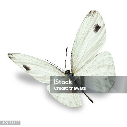6,300+ White Butterfly Stock Photos, Pictures & Royalty-Free Images -  iStock