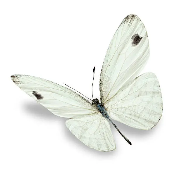 Beautiful white butterfly isolated on white background