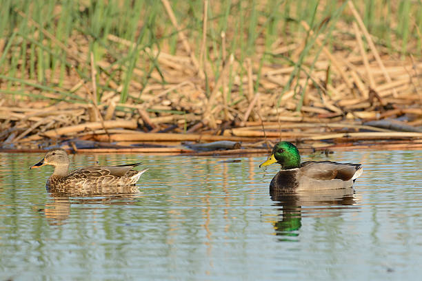 istock Mallard Drake and Hen 509189210