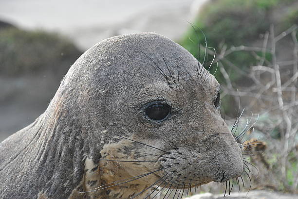 istock Close-Up of An Elephant Seal Pup 509189222