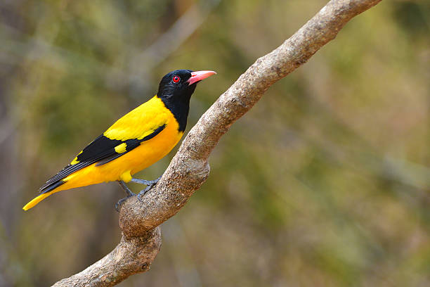 istock Black-hooded Oriole bird 509189226