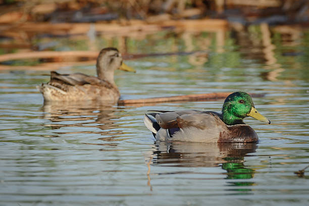 Tulee Reeds 80+ Tule Reeds Stock Photos, Pictures & Royalty-Free Images - iStock