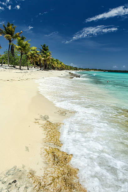 istock Beach in Dominican Republic 509189996