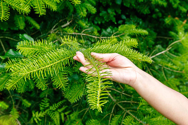 istock Female hand holding a pine branch 509190134