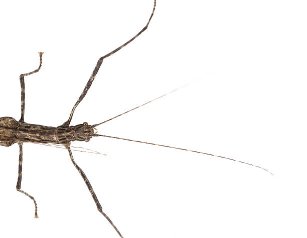 istock Walking stick Insect male and female isolate on white background 509190460