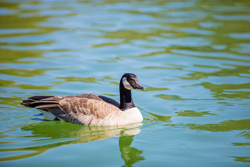 Canada Geese photographed with the Canon 5DSR and 300mm 2.8 L IS lens.