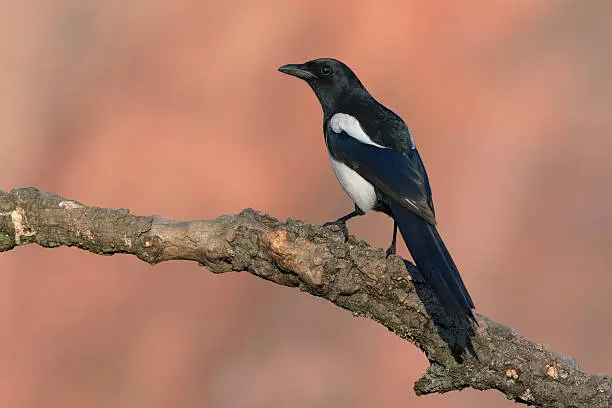 The Eurasian magpie (Pica pica) is bird in the crow family.