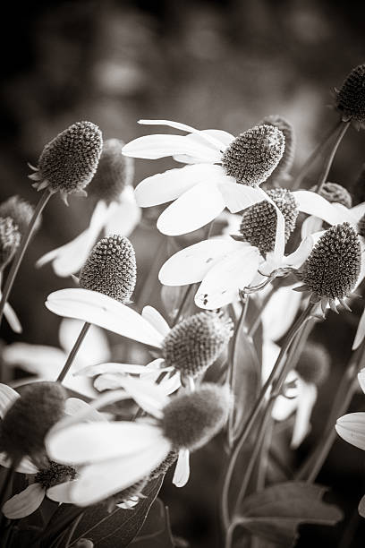 istock Coneflowers in the wind black and white sepia toned image 509191514