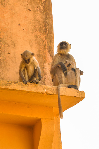 Vertical, close up shot of a gray langur family sitting on a wall in Jaipur, India. 