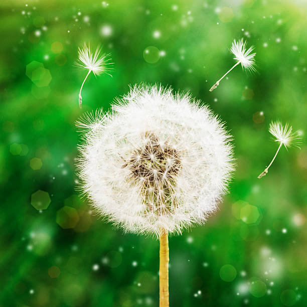 istock Dandelion seeds in the morning sunlight blowing away across 509192836