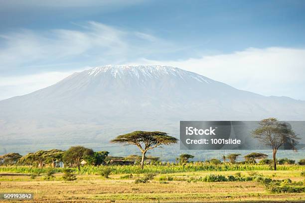 Berg Kilimandscharo Und Acaciain Am Stockfoto und mehr Bilder von Afrika - Afrika, Afrikanische Kultur, Berg Kilimandscharo