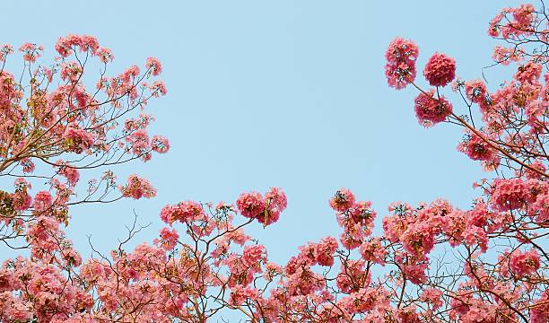 tabebuia on blue sky background  Pink Trumpet Tree tabebuia heterophylla stock pictures, royalty-free photos & images