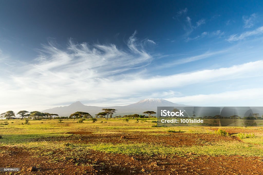 Mt Kilimanjaro &amp; Mawenzi peak and Acacia - morning Mt Kilimanjaro & Mawenzi peak and Acacia - morning Africa Stock Photo