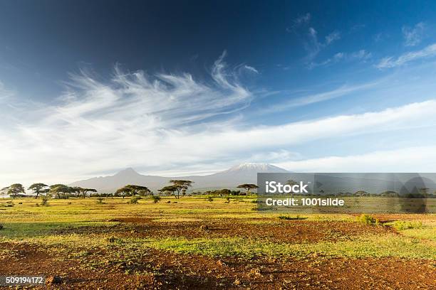 Mt Kilimanjaro Amp Mawenzi Peak And Acacia Morning Stock Photo - Download Image Now