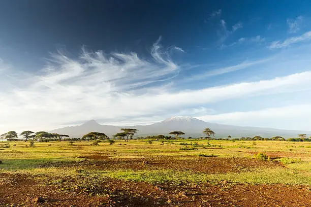 Photo of Mt Kilimanjaro & Mawenzi peak and Acacia - morning