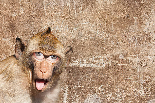 Rhesus monkey with his tongue sticking out, with human eyes and gray wall in the background - Photoshop Composing