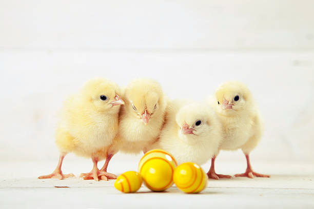 Easter chicken, eggs and decoration on white background stock photo