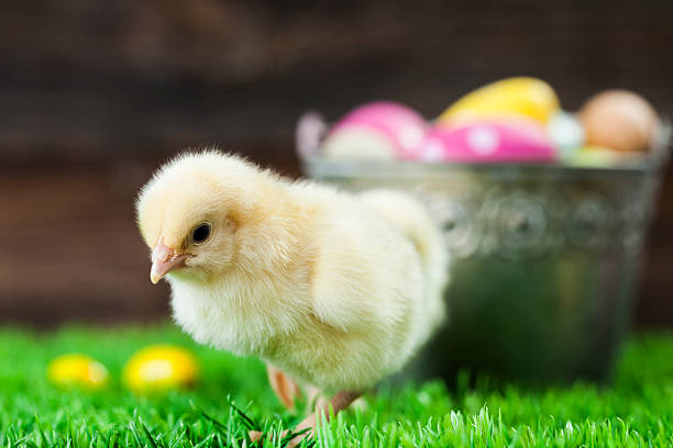 istock Bucket full of easter eggs and chicken 509196644