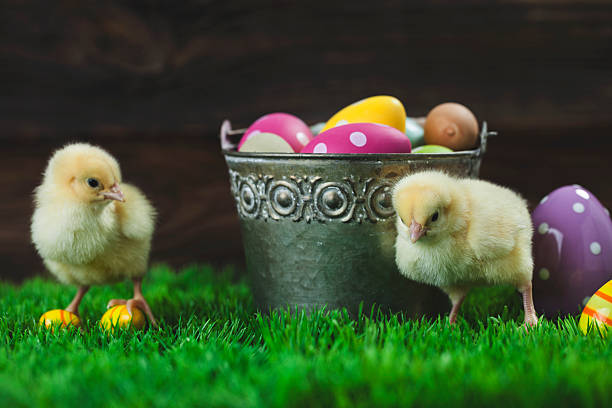 istock Bucket full of easter eggs and chicken 509196684