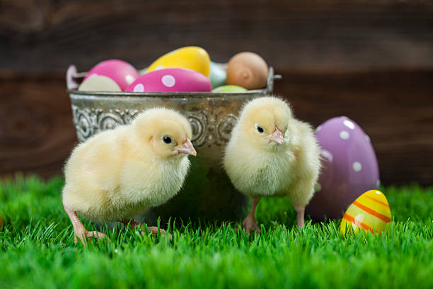 istock Bucket full of easter eggs and chicken 509196726
